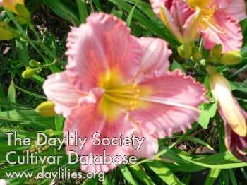 Daylily Candelabra in Pink